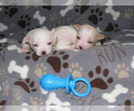 Small Photo #6 Chihuahua Puppy For Sale in MANKATO, MN, USA