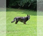 Small Photo #1 German Shepherd Dog Puppy For Sale in POWDER SPRINGS, GA, USA