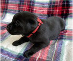 Small Photo #17 Labrador Retriever Puppy For Sale in PALM COAST, FL, USA