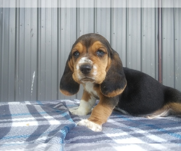 Medium Photo #28 Basset Hound Puppy For Sale in PETERSBURG, IN, USA