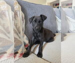 Small #1 Labrador Retriever Mix