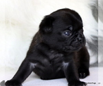 Small Photo #88 Pug Puppy For Sale in WINNSBORO, TX, USA