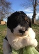 Small Photo #4 Pyredoodle Puppy For Sale in NASHVILLE, TN, USA