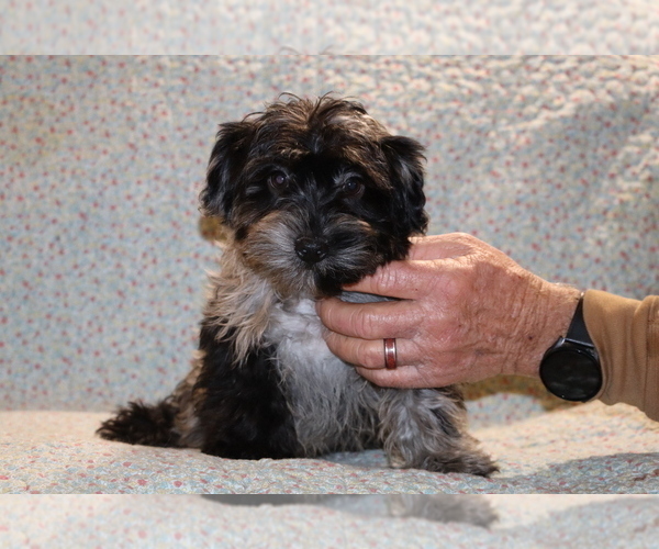 Medium Photo #3 Yorkiepoo mix (+ Poodle Toy) Puppy For Sale in DYERSBURG, TN, USA