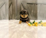 Small Photo #2 Rottweiler Puppy For Sale in SHREVE, OH, USA