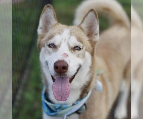 Medium Photo #1 Siberian Husky-Unknown Mix Puppy For Sale in San Antonio, TX, USA