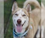 Small Siberian Husky Mix