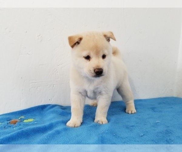 Medium Photo #2 Shiba Inu Puppy For Sale in CLARK, MO, USA