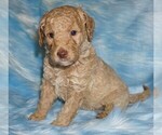 apricot - Female Miniature Labradoodle Puppy for Sale - Photo #2