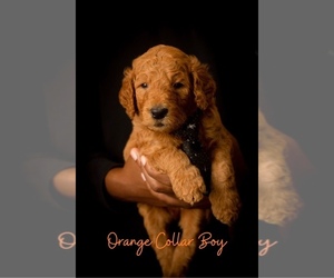 Goldendoodle Dogs for adoption in JACKSONVILLE, FL, USA