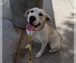 Small Dogo Argentino Mix
