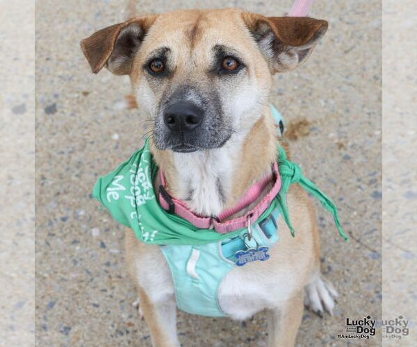 Medium Photo #3 Labrador Retriever-Unknown Mix Puppy For Sale in Washington, DC, USA