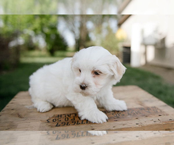 Medium Photo #5 Havanese Puppy For Sale in YANKTON, SD, USA