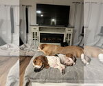 Small #2 Basset Hound