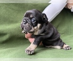 Small Photo #2 French Bulldog Puppy For Sale in PALATINE, IL, USA