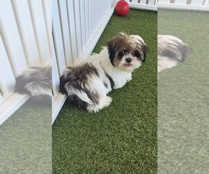 Cava-Tzu Puppy for sale in BERKLEY, MI, USA