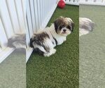Small Cava-Tzu