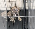 Small Photo #7 Bullmastiff Puppy For Sale in VICTORVILLE, CA, USA
