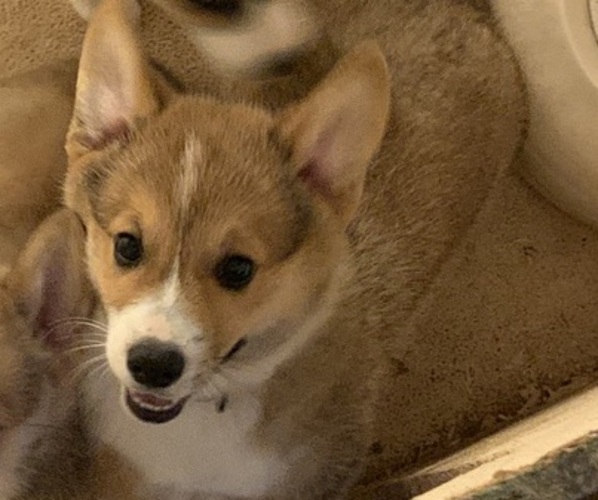 Medium Photo #3 Pembroke Welsh Corgi Puppy For Sale in BURLESON, TX, USA