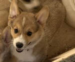 Small #2 Pembroke Welsh Corgi
