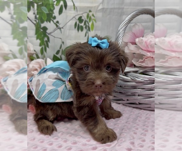 Medium Photo #4 Shorkie Tzu Puppy For Sale in SELLERSBURG, IN, USA