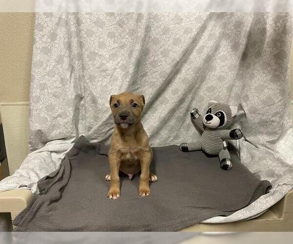 Medium Photo #1 American Pit Bull Terrier-Unknown Mix Puppy For Sale in Modesto, CA, USA