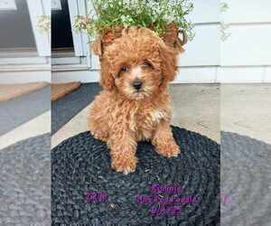 Poodle (Toy) Puppy for sale in TOPEKA, IN, USA