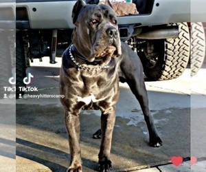 Father of the Cane Corso puppies born on 01/16/2022