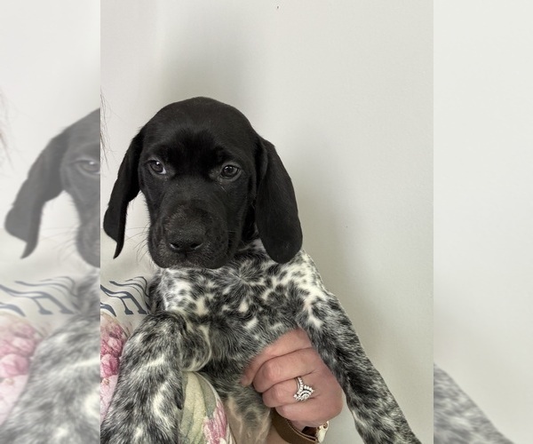 Medium Photo #6 German Shorthaired Pointer Puppy For Sale in STATE COLLEGE, PA, USA