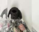 Small Photo #26 German Shorthaired Pointer Puppy For Sale in STATE COLLEGE, PA, USA