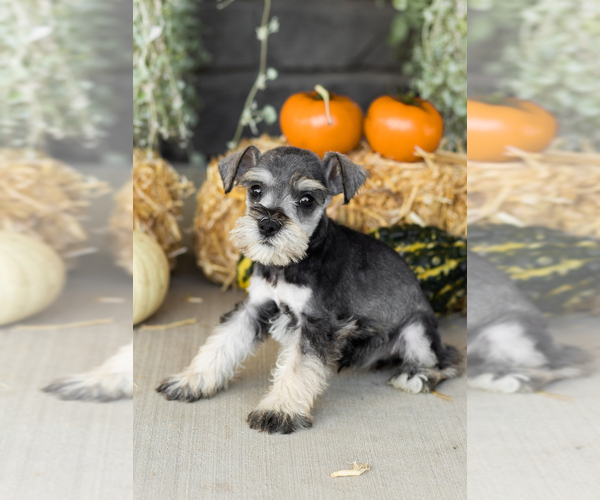 Medium Photo #14 Schnauzer (Miniature) Puppy For Sale in MILLERSBURG, IN, USA