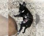 Small #3 Border Collie Mix