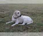 Small Photo #9 Labrador Retriever Puppy For Sale in OZONE, TN, USA