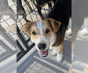 Gooseberry - Male Australian Retriever Dog for Adoption