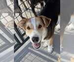 Gooseberry - Male Australian Retriever Dog for Adoption - Small photo