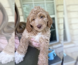 Goldendoodle Puppy for sale in ELGIN, TX, USA