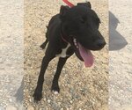 Small Labrador Retriever Mix