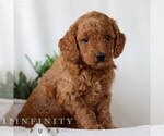 Small #3 Goldendoodle (Miniature)