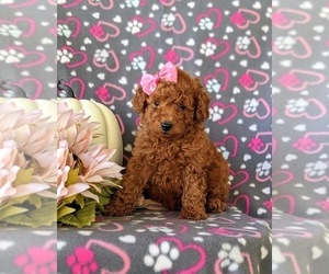 Poodle (Toy) Puppy for sale in KINZERS, PA, USA