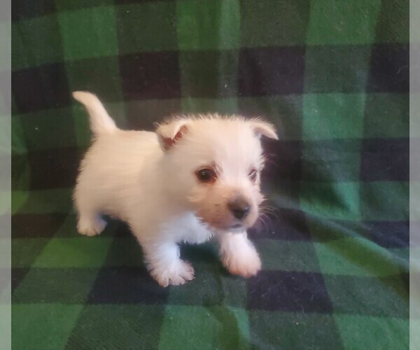 Medium Photo #1 West Highland White Terrier Puppy For Sale in MOUNTAINBURG, AR, USA