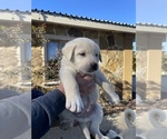 Small Photo #2 Anatolian Shepherd Puppy For Sale in VAN ALSTYNE, TX, USA
