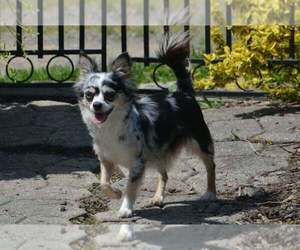 Mother of the Chihuahua puppies born on 07/17/2026