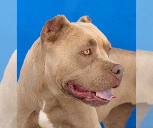 Mutt Dogs for adoption in Pasadena, CA, USA