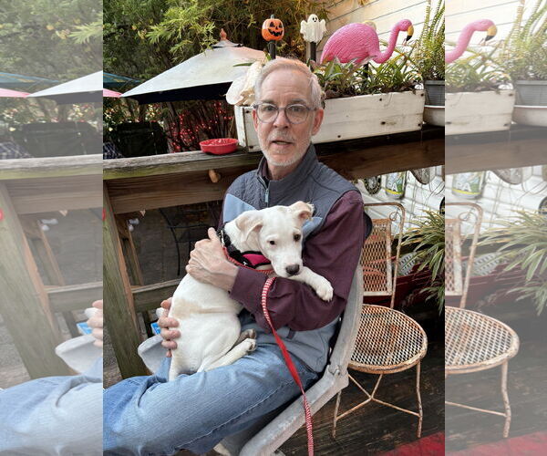 Medium Photo #4 Labrador Retriever-Unknown Mix Puppy For Sale in Sanford, FL, USA