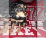 Small Photo #6 Australian Shepherd-Cavalier King Charles Spaniel Mix Puppy For Sale in HOWLAND, OH, USA