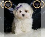 Puppy CHRYSTAL AKC Maltese