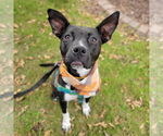Small #22 American Pit Bull Terrier Mix