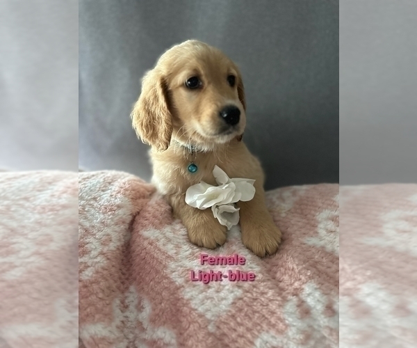 Medium Photo #2 Goldendoodle Puppy For Sale in SACRAMENTO, CA, USA