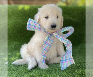 Goldendoodle Puppy for sale in PORTERVILLE, CA, USA