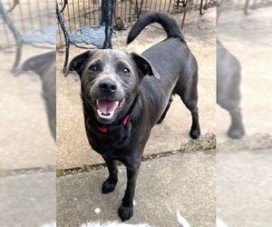Labrador Retriever-Unknown Mix Dogs for adoption in Enfield, CT, USA